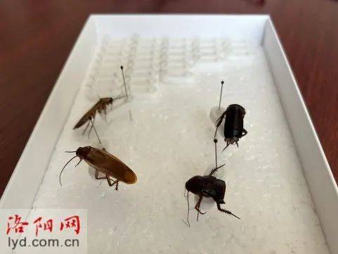 洛阳首现“樱桃红蟑螂”，小区泛滥：“一到晚上蟑螂到处爬”